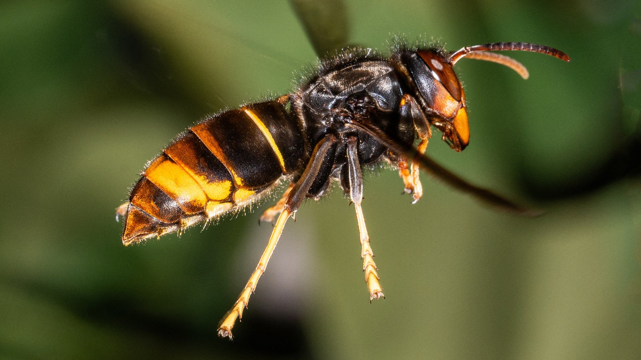 Die Asiatische Hornisse an Nahe und Glan auf dem Vormarsch