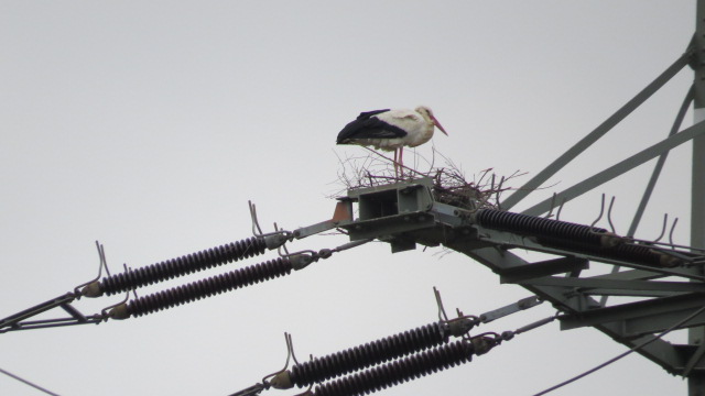 B41-Störche erfreuen mit fortgesetztem Nestbau auf Stromleitungsmasten im Jahr 2026