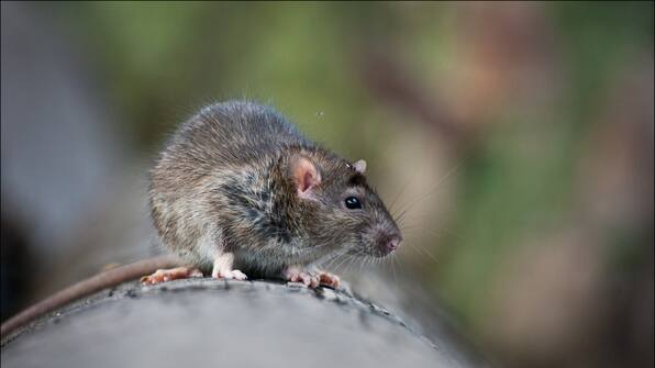 Schockierende Rattenpopulation am Bahnhof von Bad Kreuznach
