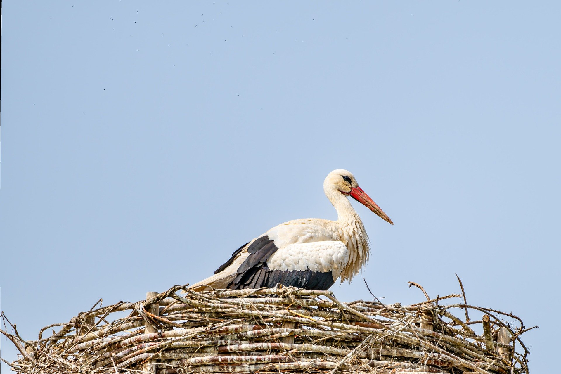 Innovative Artenschutzmaßnahmen: Westnetz schafft sichere Brutplätze für Störche