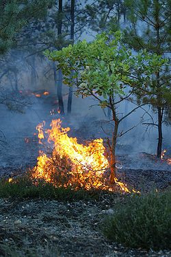 Feuerinferno bei Becherbach: Ein Hektar Vegetation in Flammen